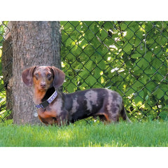 Two-Tone Paw Print Collar For Small Dogs